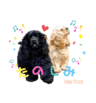 アメリカンコッカースパニエル♡Benji＆Lucy（個別スタンプ：16）
