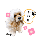 アメリカンコッカースパニエル♡Benji＆Lucy（個別スタンプ：17）