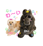 アメリカンコッカースパニエル♡Benji＆Lucy（個別スタンプ：18）
