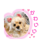 アメリカンコッカースパニエル♡Benji＆Lucy（個別スタンプ：19）