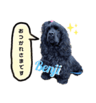 アメリカンコッカースパニエル♡Benji＆Lucy（個別スタンプ：27）