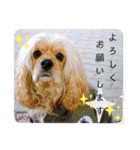 アメリカンコッカースパニエル♡Benji＆Lucy（個別スタンプ：29）
