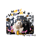 アメリカンコッカースパニエル♡Benji＆Lucy（個別スタンプ：39）