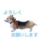 コーギーのプーさんのスタンプ Vol.2（個別スタンプ：4）