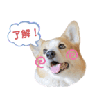 コーギーのプーさんのスタンプ Vol.2（個別スタンプ：5）