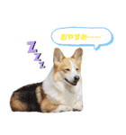 コーギーのプーさんのスタンプ Vol.2（個別スタンプ：6）