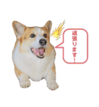 コーギーのプーさんのスタンプ Vol.2（個別スタンプ：10）