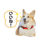 コーギーのプーさんのスタンプ Vol.2（個別スタンプ：17）