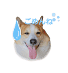 コーギーのプーさんのスタンプ Vol.2（個別スタンプ：19）