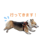 コーギーのプーさんのスタンプ Vol.2（個別スタンプ：28）