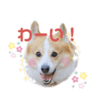 コーギーのプーさんのスタンプ Vol.2（個別スタンプ：32）