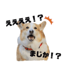 コーギーのプーさんのスタンプ Vol.2（個別スタンプ：33）