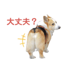 コーギーのプーさんのスタンプ Vol.2（個別スタンプ：34）