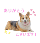 コーギーのプーさんのスタンプ Vol.2（個別スタンプ：35）