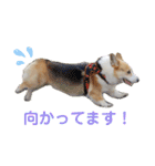 コーギーのプーさんのスタンプ Vol.2（個別スタンプ：37）