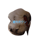愛犬ポップちゃんスタンプ（個別スタンプ：1）
