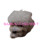 愛犬ポップちゃんスタンプ（個別スタンプ：2）