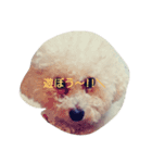 愛犬ポップちゃんスタンプ（個別スタンプ：3）