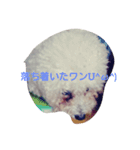 愛犬ポップちゃんスタンプ（個別スタンプ：4）