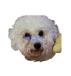 愛犬ポップちゃんスタンプ（個別スタンプ：5）