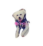 愛犬ポップちゃんスタンプ（個別スタンプ：6）