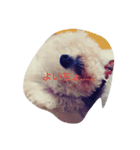 愛犬ポップちゃんスタンプ（個別スタンプ：7）