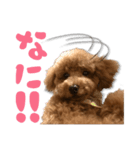 トイプーうるちゃん（個別スタンプ：1）