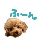 トイプーうるちゃん（個別スタンプ：3）