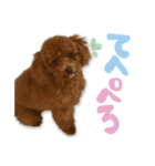 トイプーうるちゃん（個別スタンプ：5）