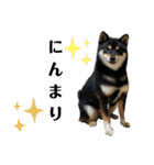 柴犬きいちゃんスタンプ2（個別スタンプ：1）