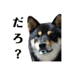 柴犬きいちゃんスタンプ2（個別スタンプ：3）