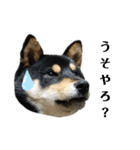 柴犬きいちゃんスタンプ2（個別スタンプ：4）