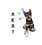 柴犬きいちゃんスタンプ2（個別スタンプ：6）