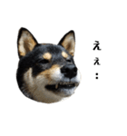 柴犬きいちゃんスタンプ2（個別スタンプ：7）