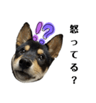 柴犬きいちゃんスタンプ2（個別スタンプ：11）