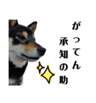 柴犬きいちゃんスタンプ2（個別スタンプ：16）