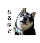 柴犬きいちゃんスタンプ2（個別スタンプ：21）
