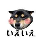 柴犬きいちゃんスタンプ2（個別スタンプ：22）