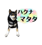 柴犬きいちゃんスタンプ2（個別スタンプ：24）