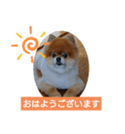 ポメラニアン、ラブの日々3（個別スタンプ：2）