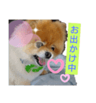 ポメラニアン、ラブの日々3（個別スタンプ：5）