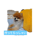 ポメラニアン、ラブの日々3（個別スタンプ：7）
