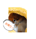 ポメラニアン、ラブの日々3（個別スタンプ：8）