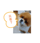 ポメラニアン、ラブの日々3（個別スタンプ：16）