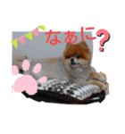 ポメラニアン、ラブの日々3（個別スタンプ：26）