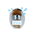ポメラニアン、ラブの日々3（個別スタンプ：34）