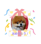 ポメラニアン、ラブの日々3（個別スタンプ：35）