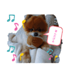 ポメラニアン、ラブの日々3（個別スタンプ：36）