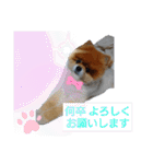ポメラニアン、ラブの日々3（個別スタンプ：37）