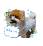 ポメラニアン、ラブの日々3（個別スタンプ：40）